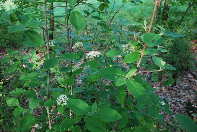 Viburnum lantana